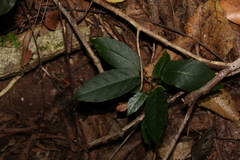 Sterculia quadrifida