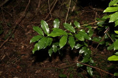 Eupomatia laurina