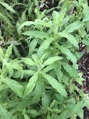 Pseudognaphalium chartaceum