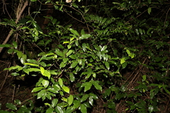 Eupomatia laurina