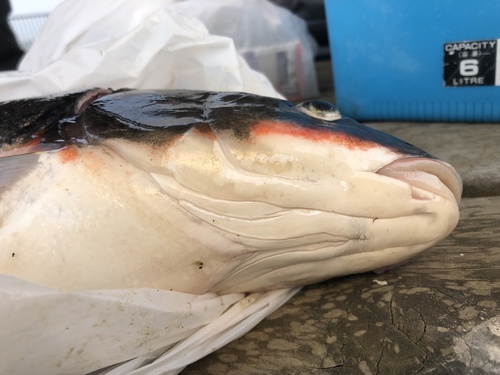 Pacific redfin (Tribolodon brandtii) — Cyprinidae — 4