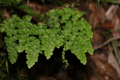 Adiantum atroviride