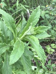 Pseudognaphalium chartaceum