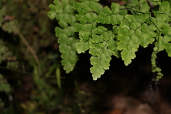 Adiantum atroviride