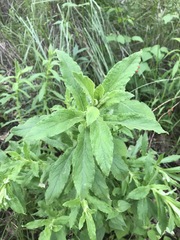 Pseudognaphalium chartaceum