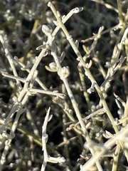 Chenopodium nitrariaceum