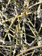 Chenopodium nitrariaceum