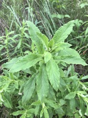 Pseudognaphalium chartaceum