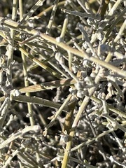 Chenopodium nitrariaceum