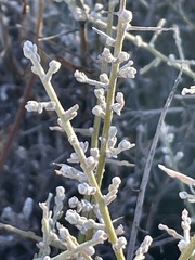 Chenopodium nitrariaceum
