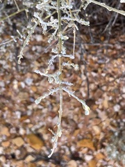 Chenopodium nitrariaceum
