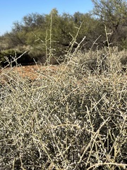 Chenopodium nitrariaceum