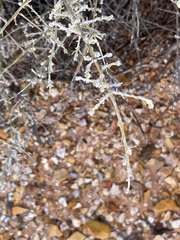 Chenopodium nitrariaceum