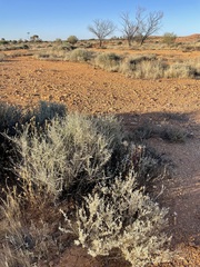 Chenopodium nitrariaceum