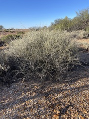 Chenopodium nitrariaceum
