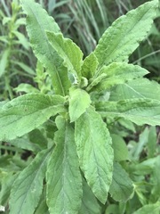 Pseudognaphalium chartaceum