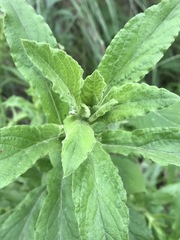 Pseudognaphalium chartaceum