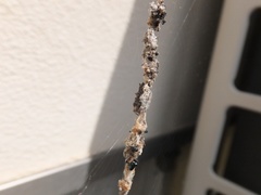 Cyclosa octotuberculata