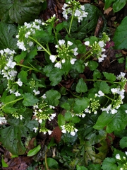 Pachyphragma macrophyllum