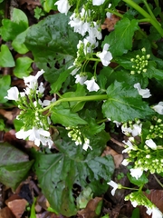 Pachyphragma macrophyllum