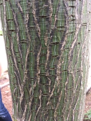 Acer davidii