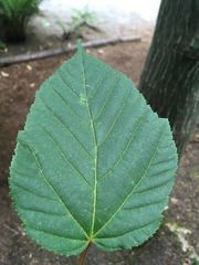 Acer davidii