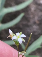 Rorippa laciniata