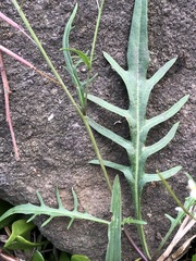 Rorippa laciniata
