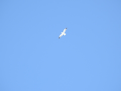 Larus fuscus barabensis