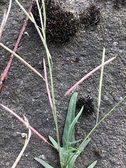 Rorippa laciniata
