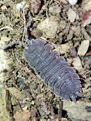 Porcellio echinatus