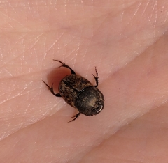 Palaeonthophagus