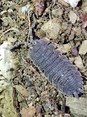 Porcellio echinatus