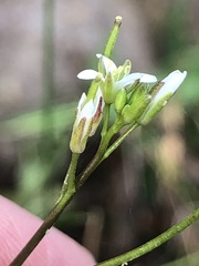 Rorippa laciniata