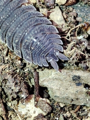 Porcellio echinatus