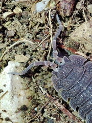 Porcellio echinatus
