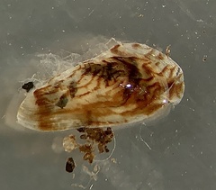 Fluviolanatus subtortus