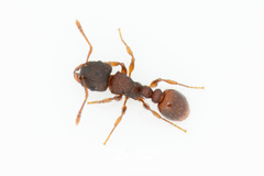 Tetramorium impressum
