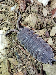 Porcellio echinatus