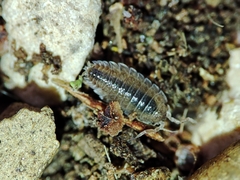 Porcellio hoffmannseggii