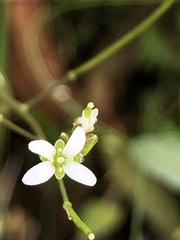 Rorippa laciniata