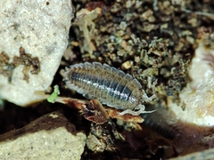 Porcellio hoffmannseggii