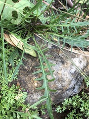 Rorippa laciniata