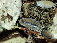 Porcellio hoffmannseggii