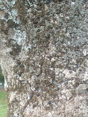 Physma byrsaeum