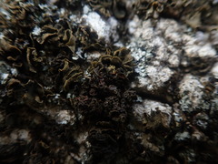 Physma byrsaeum