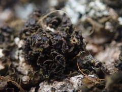 Physma byrsaeum