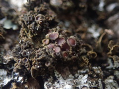 Physma byrsaeum