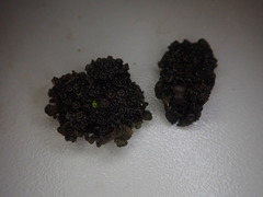 Physma byrsaeum