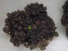 Physma byrsaeum